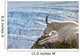Close Up Of A Female Mountain Goat Lying Wall Mural