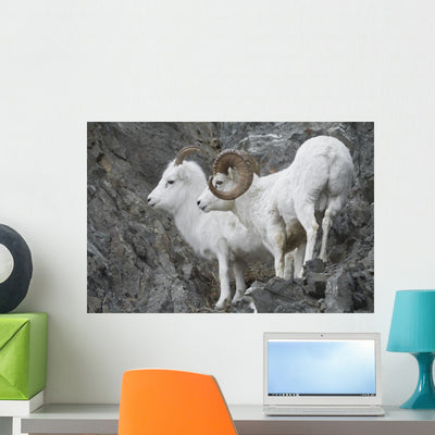 Dall Ram and Ewe Wall Mural shown on a wall
