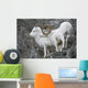 Dall Ram And Ewe Wall Mural