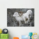 Dall Ram And Ewe Wall Mural