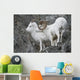 Dall Ram And Ewe Wall Mural