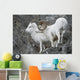 Dall Ram And Ewe Wall Mural
