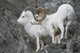 Dall Ram And Ewe Wall Mural