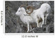 Dall Ram And Ewe Wall Mural
