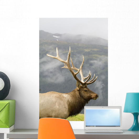 Portrait Of Captive Mature Rocky Mountain Bull Elk Wall Mural