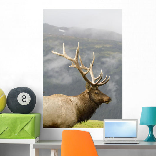 Portrait Of Captive Mature Rocky Mountain Bull Elk Wall Mural