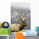 Portrait Of Captive Mature Rocky Mountain Bull Elk Wall Mural