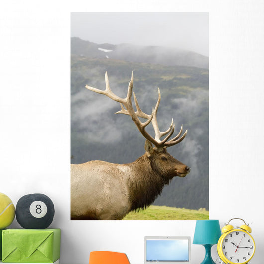 Portrait Of Captive Mature Rocky Mountain Bull Elk Wall Mural