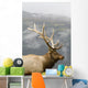 Portrait Of Captive Mature Rocky Mountain Bull Elk Wall Mural