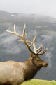 Portrait Of Captive Mature Rocky Mountain Bull Elk Wall Mural