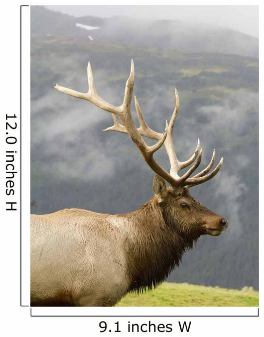 Portrait Of Captive Mature Rocky Mountain Bull Elk Wall Mural