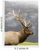 Portrait Of Captive Mature Rocky Mountain Bull Elk Wall Mural