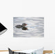 Horned Grebe Chick Swims In Goldstream Valley Peat Pond Near Fairbanks Wall Mural