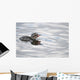 Horned Grebe Chick Swims In Goldstream Valley Peat Pond Near Fairbanks Wall Mural