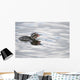 Horned Grebe Chick Swims In Goldstream Valley Peat Pond Near Fairbanks Wall Mural