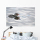 Horned Grebe Chick Swims In Goldstream Valley Peat Pond Near Fairbanks Wall Mural