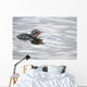 Horned Grebe Chick Swims In Goldstream Valley Peat Pond Near Fairbanks Wall Mural