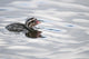 Horned Grebe Chick Swims In Goldstream Valley Peat Pond Near Fairbanks Wall Mural