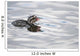 Horned Grebe Chick Swims In Goldstream Valley Peat Pond Near Fairbanks Wall Mural
