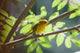 Female Wilson's Warbler Perched On Mountain Ash Branch Wall Mural