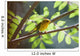 Female Wilson's Warbler Perched On Mountain Ash Branch Wall Mural