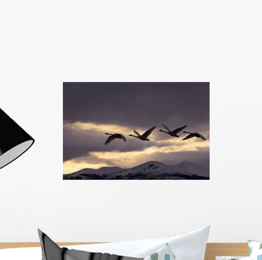 Four Trumpeter Swans Arrive At Marsh Lake As A Squall Moves Wall Mural