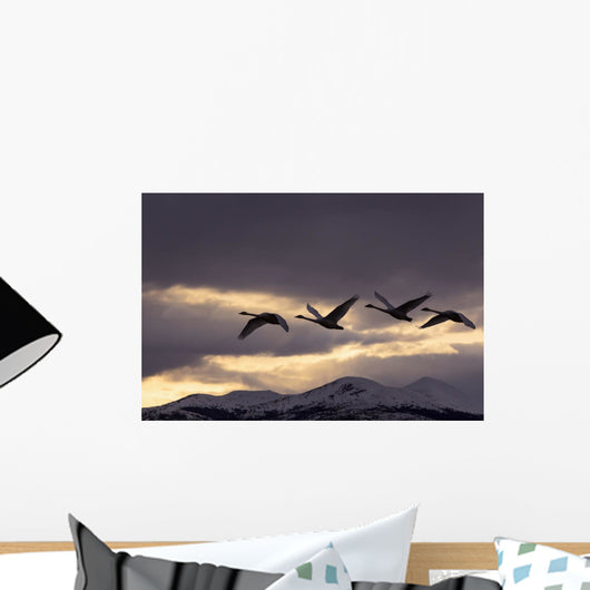 Four Trumpeter Swans Arrive At Marsh Lake As A Squall Moves Wall Mural