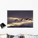 Four Trumpeter Swans Arrive At Marsh Lake As A Squall Moves Wall Mural