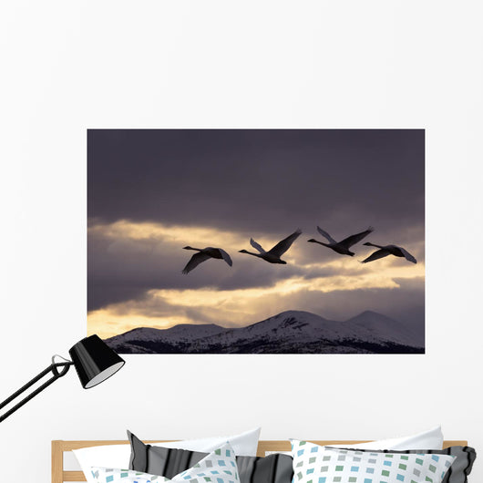 Four Trumpeter Swans Arrive At Marsh Lake As A Squall Moves Wall Mural