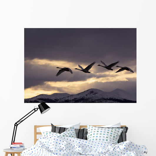 Four Trumpeter Swans Arrive At Marsh Lake As A Squall Moves Wall Mural