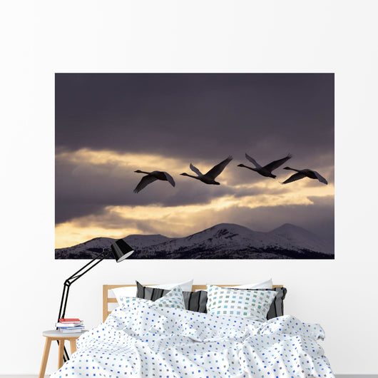 Four Trumpeter Swans Arrive At Marsh Lake As A Squall Moves Wall Mural