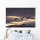 Four Trumpeter Swans Arrive At Marsh Lake As A Squall Moves Wall Mural