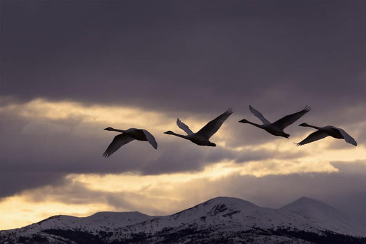 Four Trumpeter Swans Arrive At Marsh Lake As A Squall Moves Wall Mural