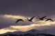 Four Trumpeter Swans Arrive At Marsh Lake As A Squall Moves Wall Mural