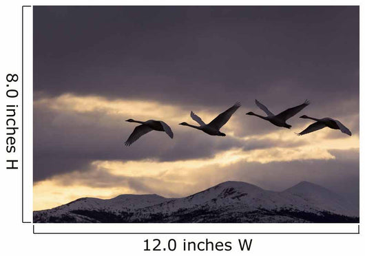 Four Trumpeter Swans Arrive At Marsh Lake As A Squall Moves Wall Mural