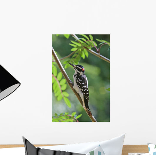 Male Hairy Woodpecker Perched On Mountain Ash Tree Wall Mural