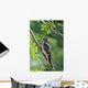 Male Hairy Woodpecker Perched On Mountain Ash Tree Wall Mural