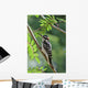 Male Hairy Woodpecker Perched On Mountain Ash Tree Wall Mural