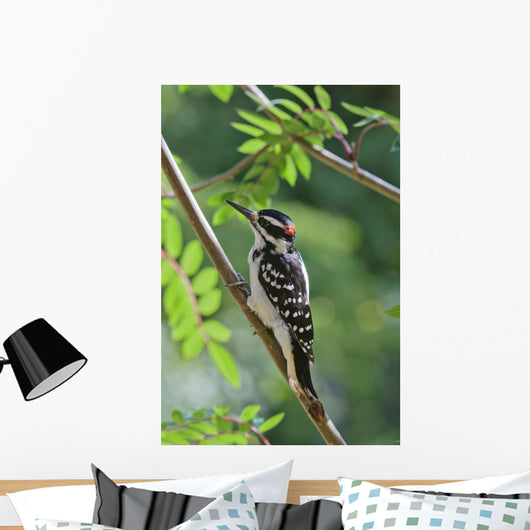 Male Hairy Woodpecker Perched On Mountain Ash Tree Wall Mural