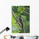 Male Hairy Woodpecker Perched On Mountain Ash Tree Wall Mural