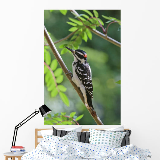 Male Hairy Woodpecker Perched On Mountain Ash Tree Wall Mural