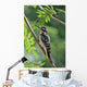 Male Hairy Woodpecker Perched On Mountain Ash Tree Wall Mural