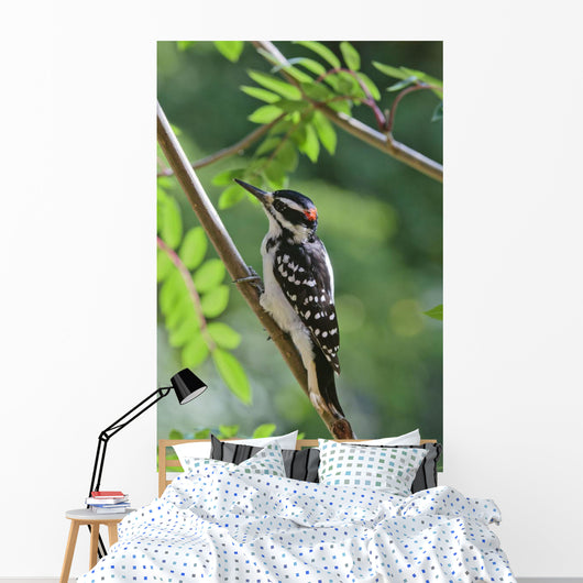 Male Hairy Woodpecker Perched On Mountain Ash Tree Wall Mural