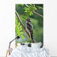 Male Hairy Woodpecker Perched On Mountain Ash Tree Wall Mural