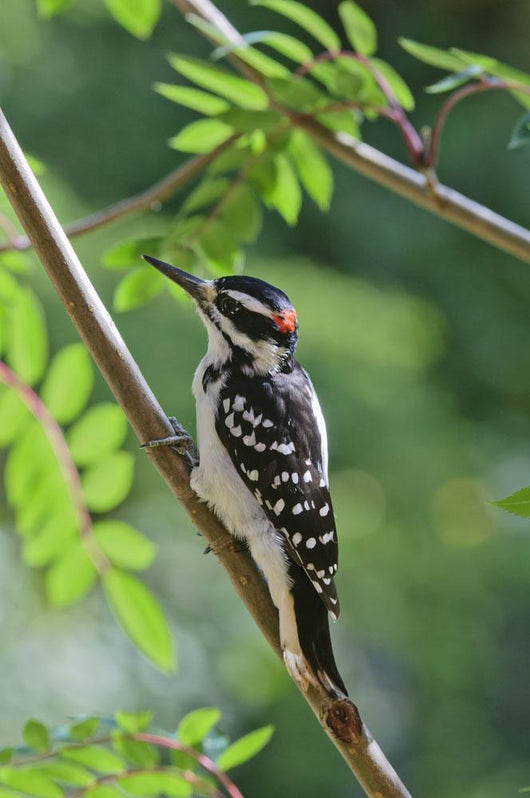 Male Hairy Woodpecker Perched On Mountain Ash Tree Wall Mural