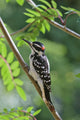 Male Hairy Woodpecker Perched On Mountain Ash Tree Wall Mural