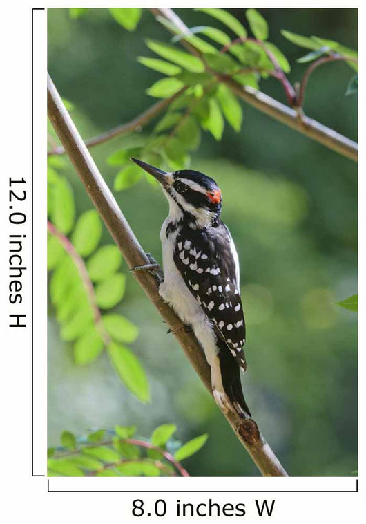 Male Hairy Woodpecker Perched On Mountain Ash Tree Wall Mural