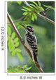Male Hairy Woodpecker Perched On Mountain Ash Tree Wall Mural