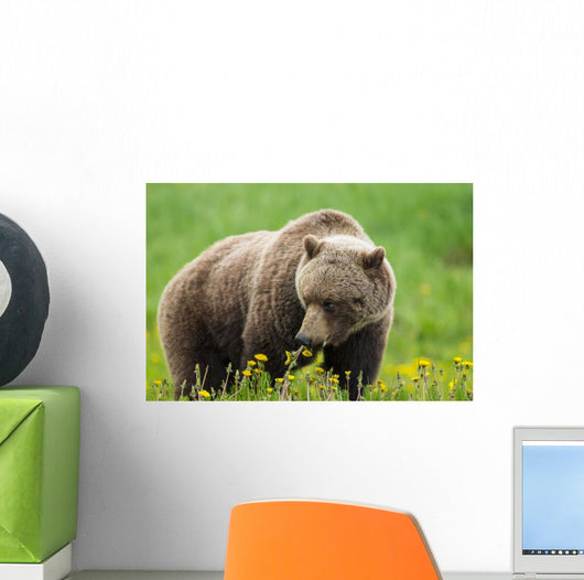 A Brown Bear Forages On Dandelions Wall Mural
