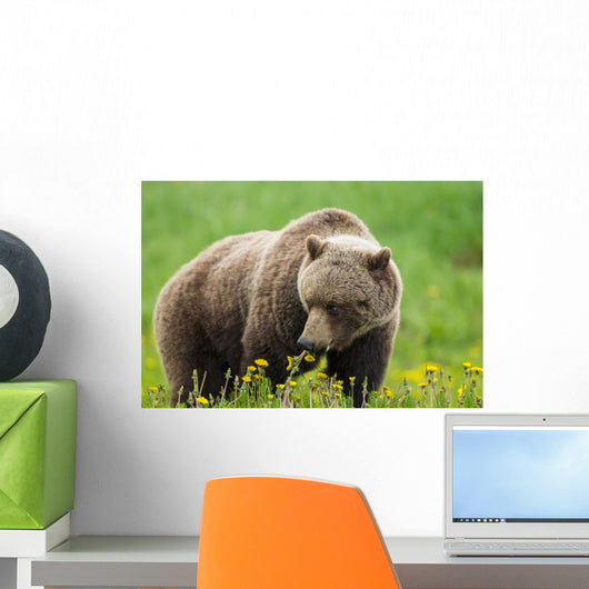 A Brown Bear Forages On Dandelions Wall Mural